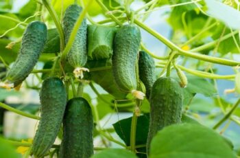 The Exact Technique to Prune Cucumber