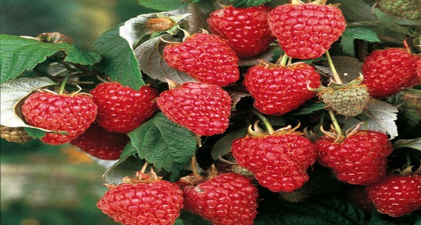 How To Grow Raspberries – The Secrets To Growing Raspberries ...