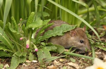 How To Stop Rats From Getting Indoors and Garden Naturally – Simple Tricks That Work To Stop Rats!