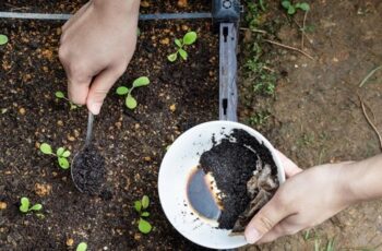 Coffee Grounds & Tomato Plants