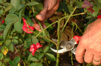 How To Prune Rose Bushes Before Spring- Get Your Roses Ready To Bloom