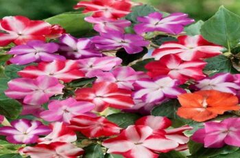 How To Keep Impatiens Blooming Wildly – 3 Simple Tips To Success!