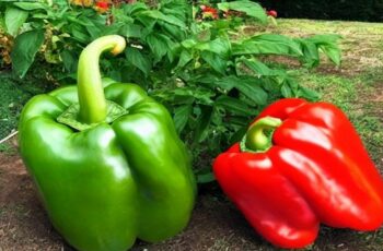 8 Secrets To Grow More Peppers Than Ever This Year