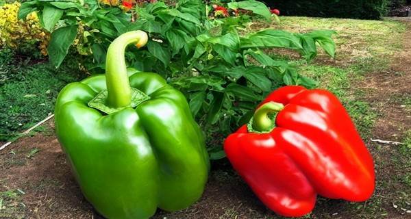 8 Secrets To Grow More Peppers Than Ever This Year