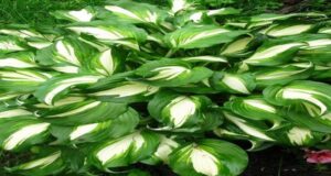 How To Fertilize Hostas In Early Spring – The Secret To Keep Hostas Beautiful All Summer!