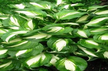 How To Fertilize Hostas In Early Spring – The Secret To Keep Hostas Beautiful All Summer!