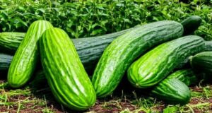 How To Grow A Huge Crop Of Cucumbers! 4 Secrets To A Big Harvest This Year