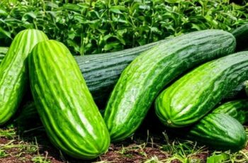 How To Grow A Huge Crop Of Cucumbers! 4 Secrets To A Big Harvest This Year