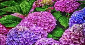 The Best Way To Fertilize Hydrangeas – When & How To Fertilize In Early Spring For Big Blooms!