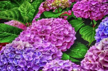 The Best Way To Fertilize Hydrangeas – When & How To Fertilize In Early Spring For Big Blooms!