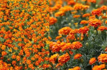 French Marigolds