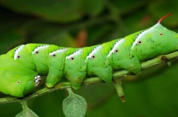 Found a tomato hornworm in my garden and everything is ruined. What do I do now?