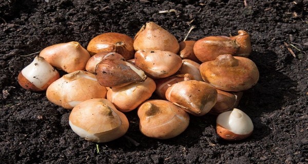 The Best Time To Plant Tulip Bulbs In The Fall – And How To Plant For ...